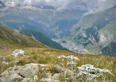 Edelweiss with Zermatt