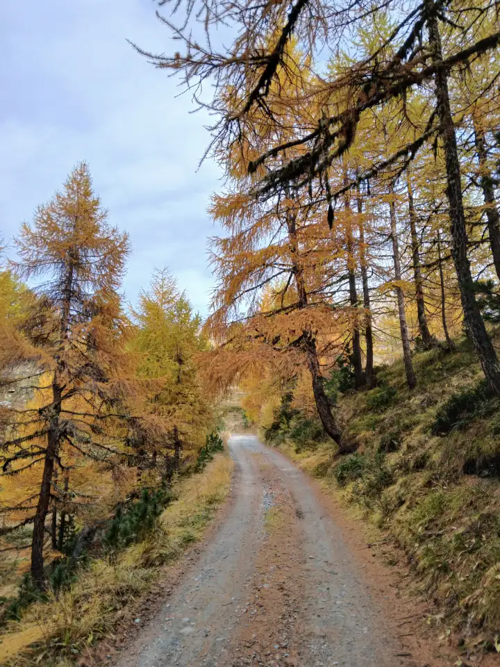 Beautiful fall colors on forest